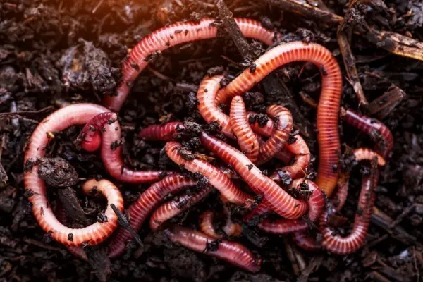 Regen- oder Kompostwürmer sind Zwitter. Du kannst zur Zucht deshalb jeden Wurm zum Einsatz bringen. Sie pflanzen sich auf jeden Fall fort.