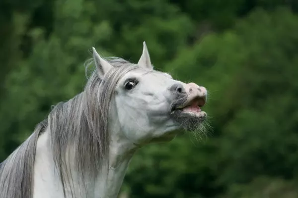 Da lachen ja die Schimmel! Manche Pferde werden mit einer anderen Fellfarbe geboren. Wenn ihr Fell weiß wird, sagt man dazu „ausschimmeln“. 
