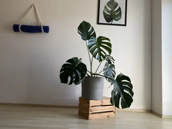 Eine große Monstera-Pflanze steht in einem grauen Topf auf einer Holzkiste und erhält Licht in einem modernen Raum.