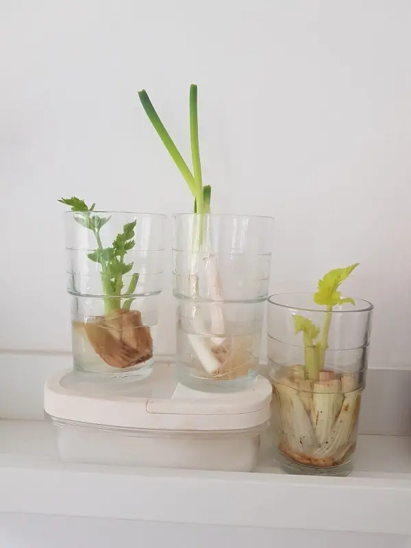 Gekeiltes Gemüse wächst in Gläsern mit Wasser, während die Wurzeln sichtbar sind und frisches Grün sprießt.