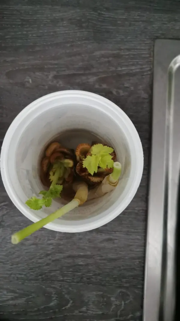 Ein Plastikbecher enthält frische Gemüseabschnitte, die im Wasser nachwachsen, auf einer dunklen Oberfläche.