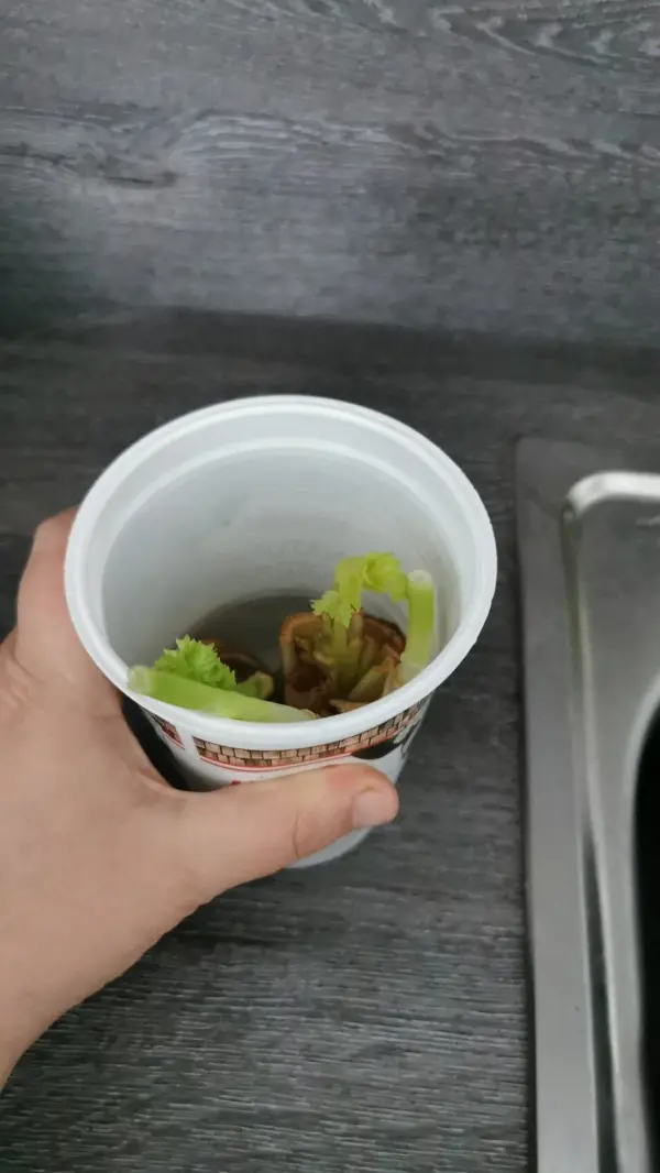 In einem Becher mit Wasser wachsen Stängel von Sellerie, während eine Hand den Becher hält. Der Hintergrund ist eine Küchenoberfläche.