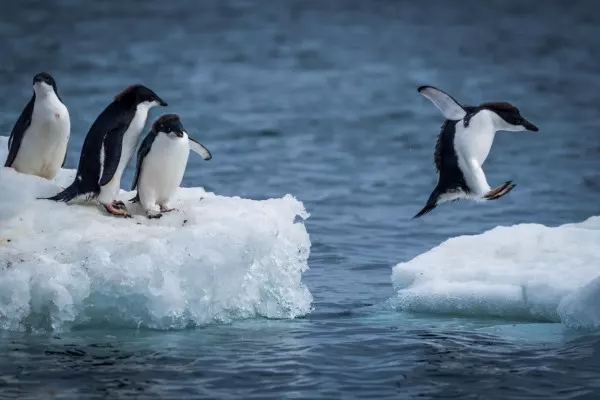 Plopp! Pinguine können wie Korken aus dem Wasser hopsen. Dabei helfen ihnen ihre Stummelflügel und ihre Flossenfüße.