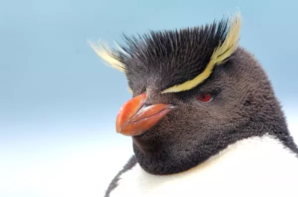 Punker am Südpol gesichtet! Es gibt 17 verschiedene Pinguinarten. Die am coolsten frisierte ist der Rockhopper Pinguin