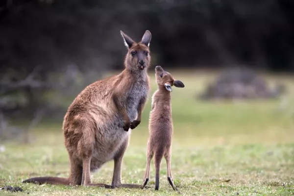 Wenn das kleine Känguru groß genug ist, geht es auf Entdeckungstour. 