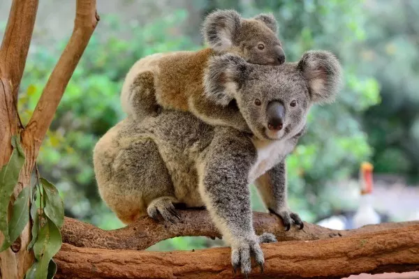 Koalas werden oft auch Koalabär genannt, dabei sind sie gar keine. Sie gehören wie Kängurus auch zur Gruppe der Beuteltiere. 