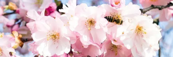 Nicht nur für uns Menschen zum Weinen schön sind zarte Kirschblüten, die uns im Frühjahr verzücken. Bienen lieben sie über alles.