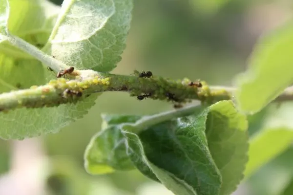 Hier feiern Ameisen und Blattläuse ein Fressfest im Apfelbaum. Raupenleim bringt hier etwas fürs nächste Jahr.