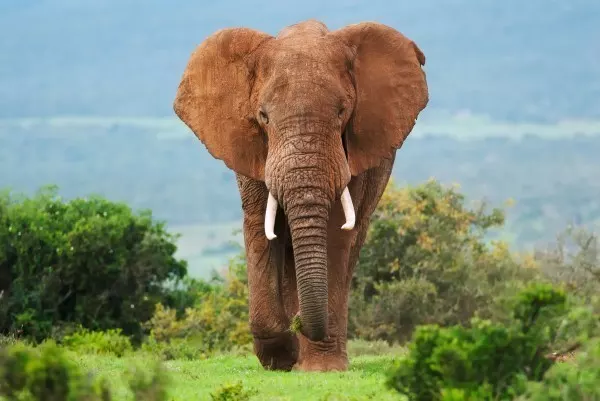 Auch ein Elefant hat große Ohren und eine lange Nase. Die großen Dickhäuter sind aber nicht mit uns Menschen verwandt. 