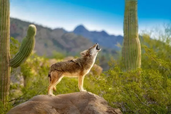 A-UUUUUUU! Ob der Koyote wohl heult, weil in seiner Pfote ein Stachel steckt? Oder will er nur etwas mehr Aufmerksamkeit?