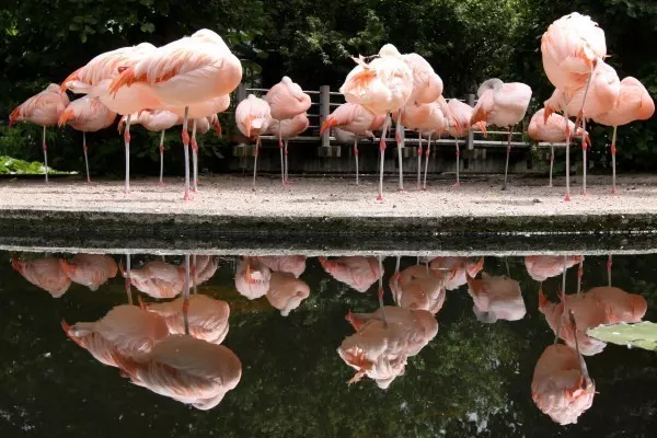 Flamingos haben einen Mechanismus im Gelenk. Der rastet ein, wenn sie ihr Bein durchstrecken. So bleiben sie auch beim Schlafen stehen.