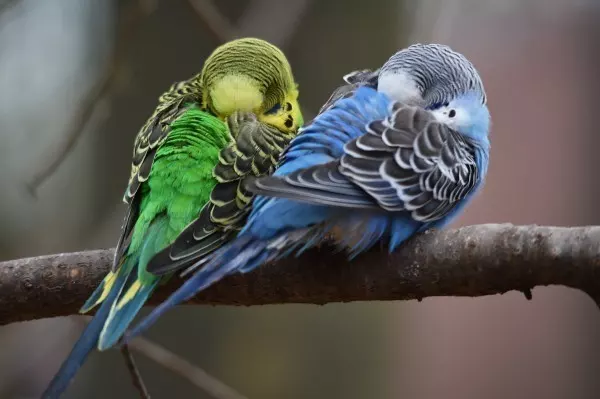 Damit Vögel beim Schalfen nicht vom Baum purzeln, haben sie einen Klammermechnismus. Der sorgt dafür, dass sich die Krallen während dem Schlafen nicht öffnen.