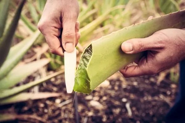 Am besten schneidest du dein Blatt der Länge nach auf. Mit einem Löffel schabst du das Aloe-Gelee einfach vom Blatt ab.