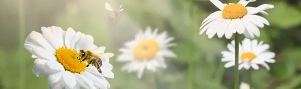 Auch Bienen, Fliegen und Hummeln fliegen im wahrsten Sinn des Wortes auf Gänseblümchen. Zum Glück gibt es sie an jeder Ecke.