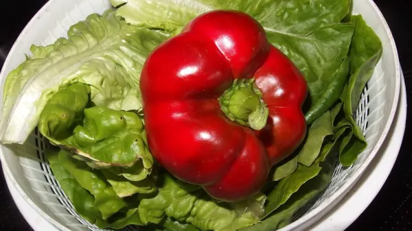 Frischer Salat und eine rote Paprika liegen in einer Schüssel, bereit zum Waschen mit Wasser und Essig.