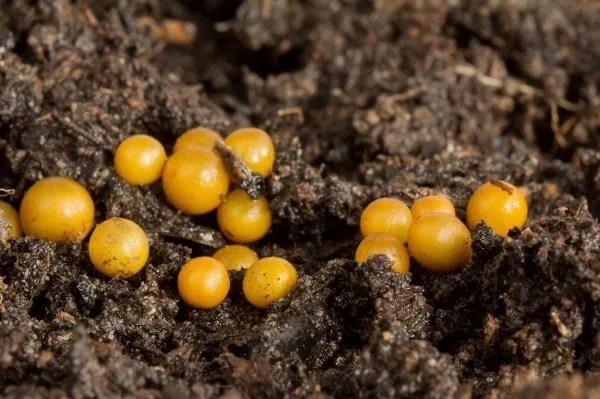 Findest du gelbe Bällchen, dann weißt du jetzt: Das sind Regenwurmkokons - also die Eier, aus denen im nächsten Jahr kleine Würmchen schlüpfen. Decke sie schnell mit etwas Erde zu.