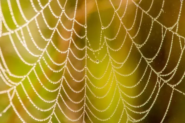 Wunderschön und außerdem heilsam sind Spinnennetze. Die Medizin forscht seit Jahren intensiv rund um die Heilwirkung bei Wunden.