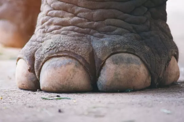 Nicht nur wir Menschen haben Fußnägel, sondern andere Tiere - zum Beispiel Elefanten. Schau beim nächsten Zoobesuch doch mal bei den Affen vorbei und staune, was sie mit den Nägeln alles machen. 