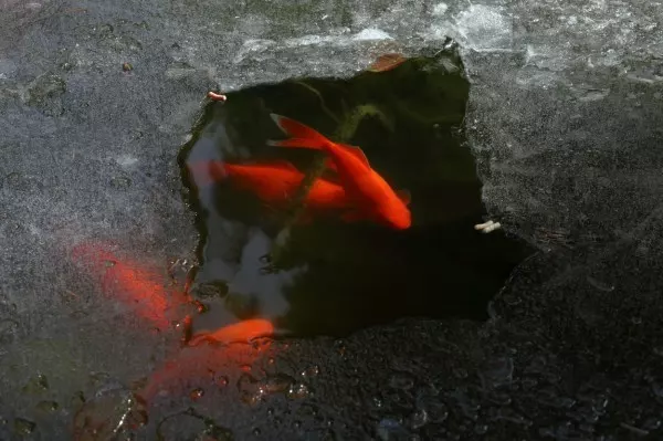 So ein Fische wäre schön blöd, an der Oberfläche zu warten, bis er festfriert. Deshalb schaut er, dass er nach unten abtaucht.