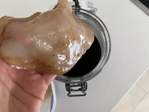 Ein Kombucha-SCOBY wird aus einem Glas mit dunklem Kaffee gehoben, auf einem Tisch in einer hellen Umgebung.