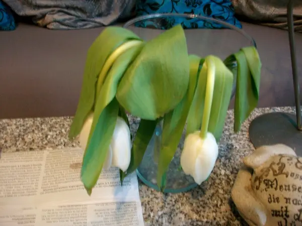Weißblühende Tulpen neigen sich in einer Vase, umgeben von einer grauen Tischoberfläche und einem unordentlichen Hintergrund.