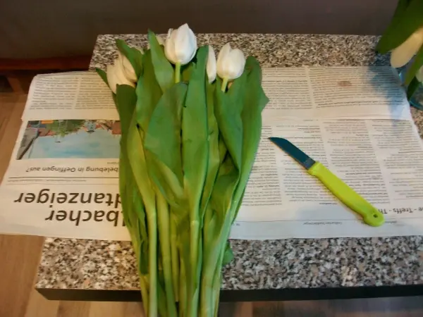 Eine Gruppe weißer Tulpen liegt auf einer Zeitung, während ein grünes Messer zum Schneiden daneben bereitliegt.