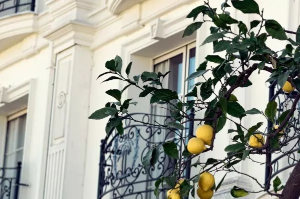 Ein Zitronenbaum auf dem Balkon - das funktioniert wunderbar, viele Jahre lang. Er darf nur keinen Frost abbekommen.