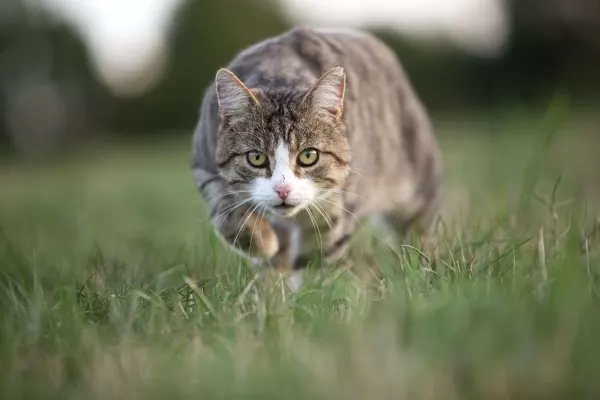 Katzen stellen auf der Jagd ihre Ohren auf. So können sie abschätzen, wo ihre Beute gerade herumläuft.