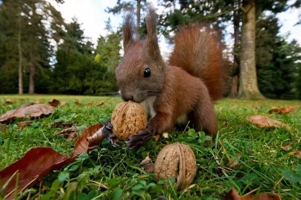 Eichhörnchen haben für jede Nuss das passende Versteck. 