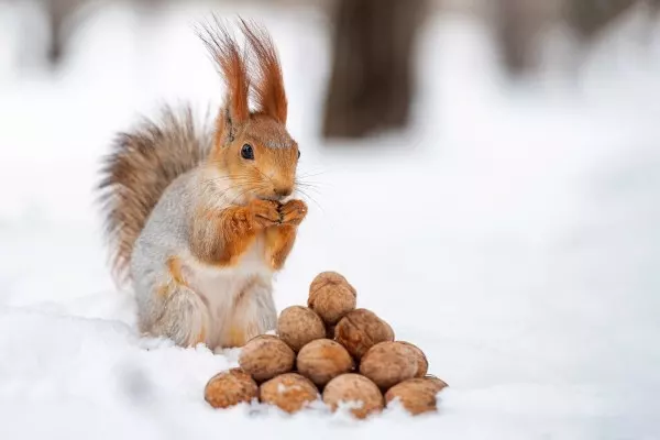 Immer der Nase nach: Auch unter einer dicken Schneeschicht finden Eichhörnchen ihre Nüsse wieder. 