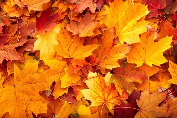 Soo schön! Die Herbstblätter strahlen gelb, orange und rot. Doch warum ist das eigentlich so?