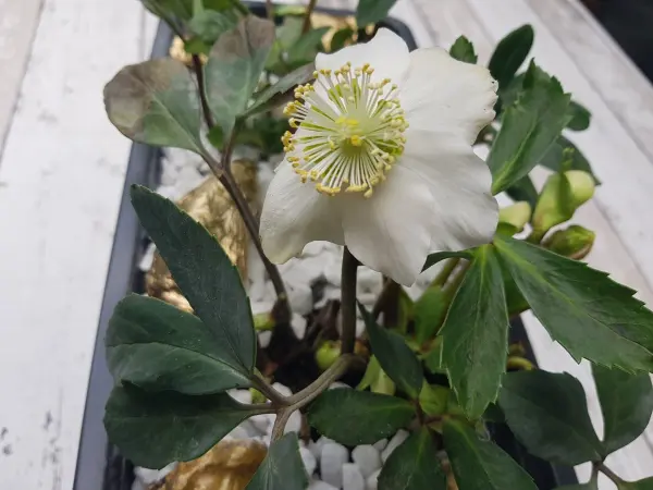 Eine weiße Christrose blüht elegant, umgeben von grünen Blättern und dekorativen Steinen in einem winterlichen Arrangement.