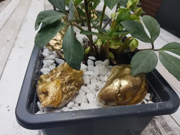 Ein Arrangement mit Christrosen in einem Topf, umgeben von hellen Steinen und goldenen Akzenten.