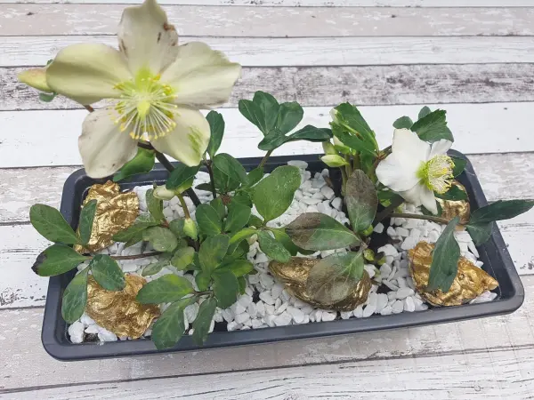 Das Arrangement zeigt Christrosen mit weißen Blüten, umgeben von weißen Kieseln und goldenen Akzenten, auf einem Holzuntergrund.