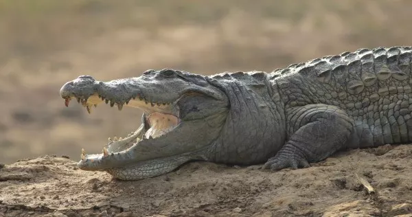 So einfach haben es die Krokodile: Maul auf und warten, bis ein Krokodilwächter zum Putzen vorbeikommt. Wo bleibt er denn nur?