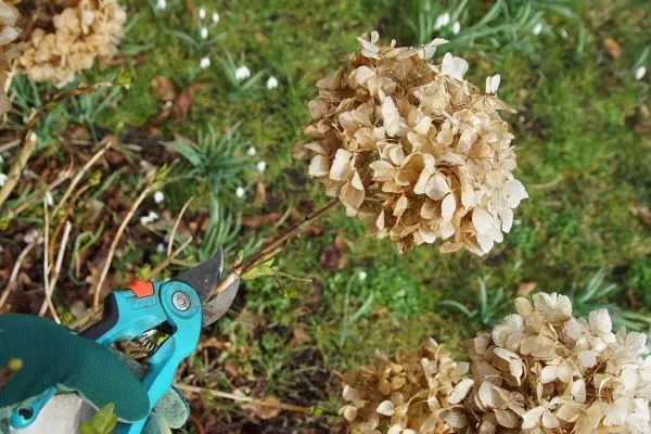 Schneidest du Hortensien bodennah ab, fällt die Blüte in der aktuellen Wachstumsperiode aus.