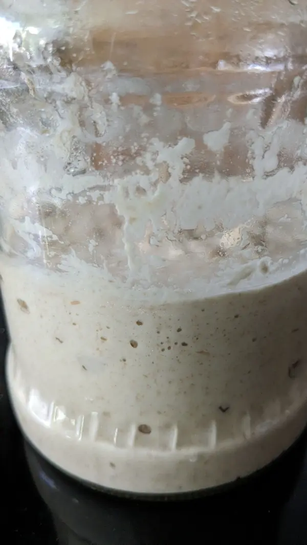 Ein Glas mit Dinkel-Weizen-Roggenbrot-Sauerteig blubbert in einer warmen Umgebung und zeigt kleine Luftblasen.