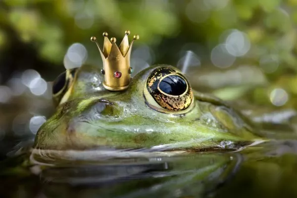 Die Märchenwelt ist schon seltsam: Da kann ein Prinz auch einfach mal zu einem Frosch werden!