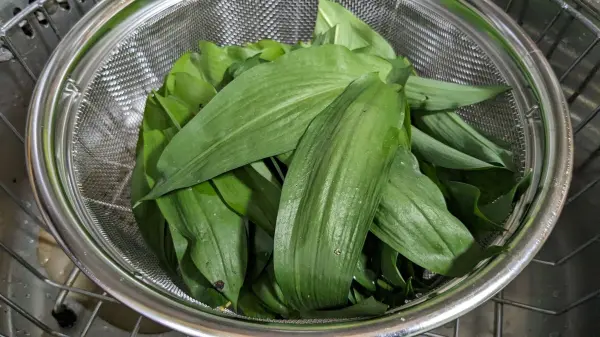 Frische Bärlauchblätter liegen in einem Sieb und werden gewaschen, bereit für die Zubereitung von Pesto.
