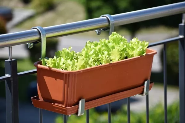 Auch Salat kannst du super auf deinem Balkon anpflanzen.