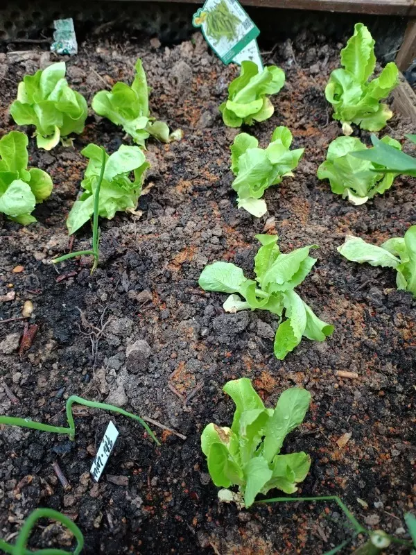 Alle Salat-Jungpflanzen sind bislang verschont geblieben. Mit zwei Fingern die Chili-Gewürzmischung kreisförmig um die Pflanzen verteilen. 