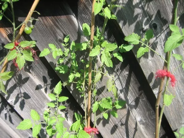 Umweltfreundliche Pflanzenbinder: Obst- und Gemüsenetze clever im Garten wiederverwenden und Abfall reduzieren.