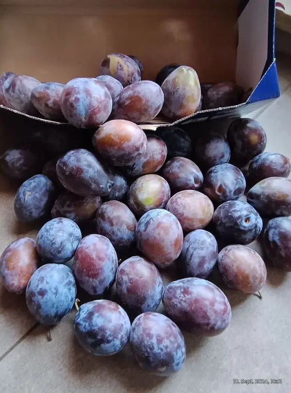 Mit der Ernte der bläulich violetten Früchte verabschiedet sich der Sommer so langsam, der Herbst meldet sich zaghaft.