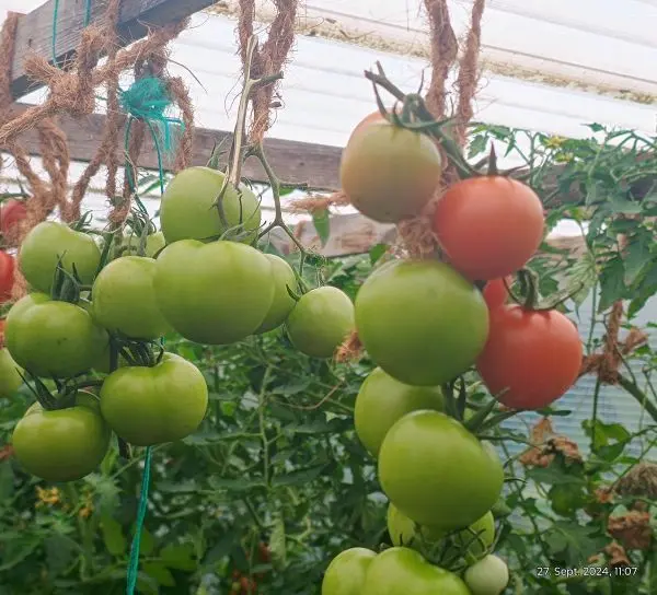 Grüne Tomaten hängen an Pflanzen und zeigen verschiedene Reifegrade, darunter eine, die orange aussieht, in einem Gewächshaus.