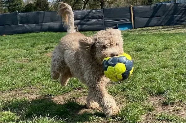 Fillou benötigt einen echten „Hundeprofi“, der ihn bei Besuch konsequent abgrenzt.