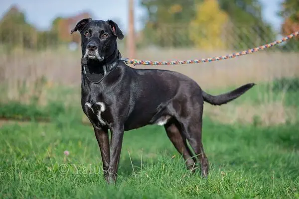 Für den sehr freundlichen, großen, schwarzen und rundum gesunden Ridgebackmix gab es noch nie eine ernsthafte Anfrage.