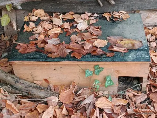 Ein herbstlicher Laubhaufen, wie im Bild gezeigt, bietet Igeln und anderen Kleintieren wichtigen Schutz vor Kälte. Unterstütze die Natur, indem Du einen solchen Rückzugsort in Deinem Garten schaffst.