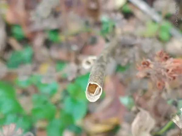 Wenn du verblühte Pflanzen bis zum Frühjahr stehen lässt, bietest du Insekten einen tollen Unterschlupf. Auf dem Bild siehst du einen Hohlraum im Pflanzenstängel, ideal für überwinternde Kleintiere.