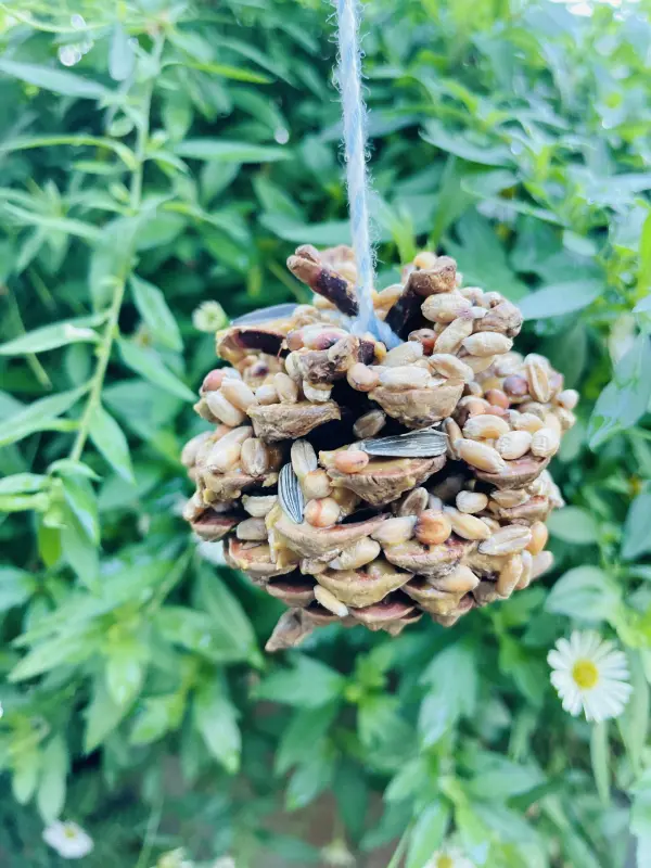 Selbstgemachter Vogelfutter-Erdnussbutter-Zapfen mit Küchengarn im Garten aufgehängt.