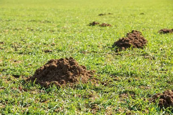 Hast du auch schon mal Maulwurfshügel auf der Wiese gesehen? Maulwürfe leben die meiste Zeit unter der Erde und buddeln sich Gänge und Höhlen. Von dort aus suchen sie auch nach Futter.